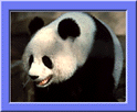 パンダ