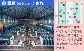 ③濃縮（のうしゅく）され