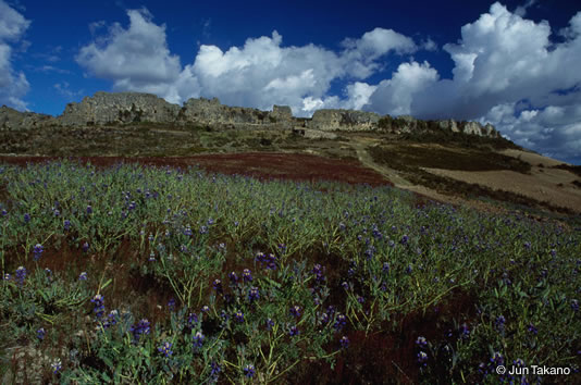 北ペルーのマルカ・ワマチュコの高原。インカ以前の大要塞都市。タルウイの花が咲いていた