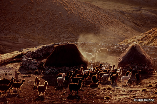 一日中、高地の野原で小さな牧草をはんでいたアルパカが、夕暮れとともに番小屋に戻る