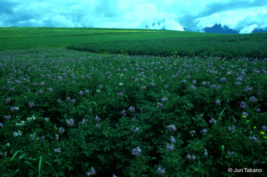 雨期2〜3月のクスコ県高原。ジャガイモ畑には色とりどりの花が咲き乱れる