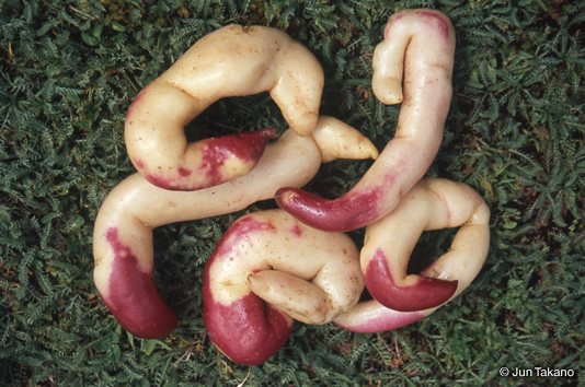 プカ・ケビーリョ（赤イモムシ）：いずれは全体が赤色になるらしい。カタバミ科の小さなイモ類オカに似た甘さを持つ