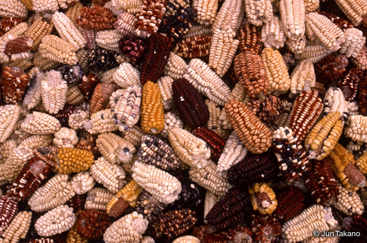 トウモロコシは広い範囲でアンデスの人たちを支えてきた。種類名は色や模様からつけられていることが多い