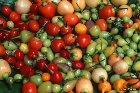 ペルー・アマゾンで「魚の目」とよばれている丸いトウガラシ