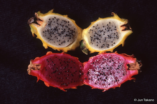 サボテン科のピタヤは、果物シャーベットともいわれている