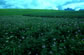 雨期2〜3月のクスコ県高原。ジャガイモ畑には色とりどりの花が咲き乱れる