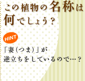 この植物の名称は何でしょう? HINT 「妻(つま)」が逆立ちをしているので…?