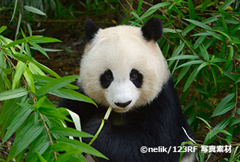 ジャイアントパンダ