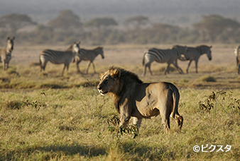 ライオン