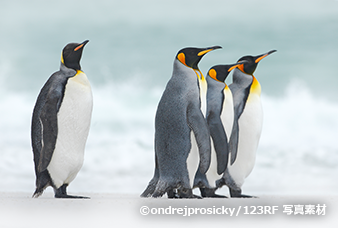 オウサマペンギン