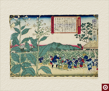 「大日本物産図会 大隅国煙草培養之図」（三代歌川広重画） たばこと塩の博物館蔵
