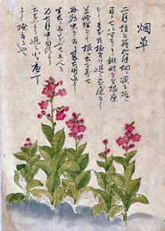 民家検労図の「烟草（たばこ）」の項に描かれたたばこの植物