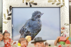 3〜4年ほど前の夏、当館入口のシンボルモニュメント横の空間に落ちていた野鳥「カワラヒワ」の写真です。