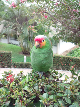 宿泊先のカラフルなインコ。