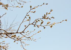 3月23日の桜。