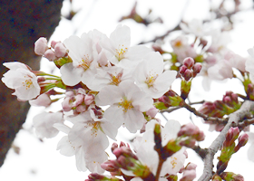 東京に開花宣言が出された翌日3月26日の桜。