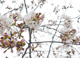 東京に開花宣言が出された翌日3月26日の桜。