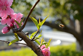 代々木公園に行く途中にある木には花が咲いていました。みとれていたらハチがやってきました。