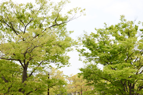 代々木公園のようす