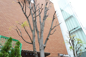 神南たば塩前庭の2本のケヤキ