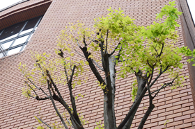 神南たば塩前庭の2本のケヤキ