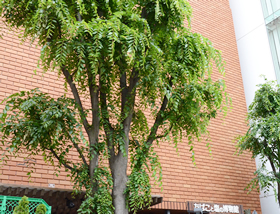 けやきたち。もさもさしてきました。二本とも元気です。