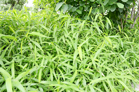 渋谷の館から代々木公園に行く途中でみつけた、ささの仲間と思しき植物で、少しだけ七夕気分？