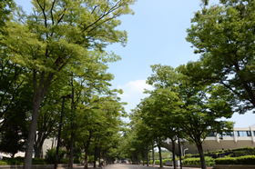 渋谷・たばこと塩の博物館から代々木公園へ続く道。