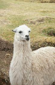 目が似ていると友だちに言われます。喜んでいいのでしょうか…。