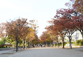 代々木公園に続く道。すっかり紅葉しています。