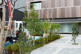 植栽当日、2本はトラックで運ばれてきました。