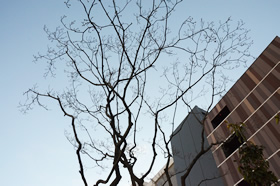 塩釜ザクラ。もう、蕾をつけています。楽しみです。