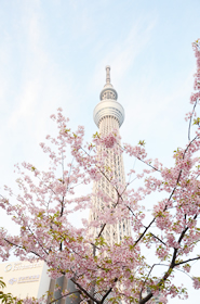 河津桜とスカイツリーの写真です。