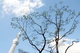 「塩竃桜」と一緒にやってきたハナミズキ。