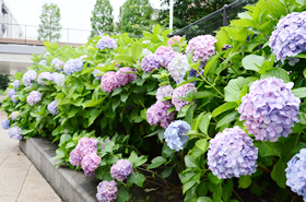 撮影時、紫陽花が見頃でした。手まりみたいでかわいいです。