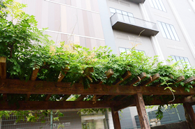 館の裏にある藤棚。この緑もまた、とても美しいです。